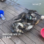 양평그린낚시터 유료낚시터 > 양평 그린낚시터 8/31 (일) 주말 조황 정보 및 방류 소식 : 낚시사랑