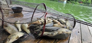 양평수곡낚시터 유료낚시터 > 8월 끝주 힐링 수곡낚시터 주말조황도 주중에 이어 큰편차 없이 꾸준한 모습입니다 : 낚시사랑