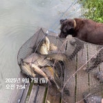 양평그린낚시터 유료낚시터 > 양평 그린낚시터 9/8 (월) 주말 조황 정보 및 방류 소식 : 낚시사랑