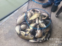 고초골낚시터 유료낚시터 > 고초골 조황 및 어자원 방류 : 낚시사랑