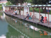 오빈낚시터 유료낚시터 > ~~자리편차 없이 폭발적인 조황 보이고 있습니다~~~ : 낚시사랑