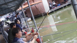 고담낚시터 유료낚시터 > 주말 붕어 방류 와 대박 조황입니다 : 낚시사랑