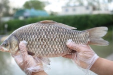 내동지 유료낚시터 > *** 토종붕어 대량 방류 *** : 낚시사랑