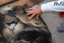 화성낚시터/안녕동 유료낚시터 > 9월 넷째주 주중 1차 실시간 조행기 : 낚시사랑