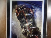 도곡낚시터 유료낚시터 > 도곡낚시터 붕어 조황 정보 감사합니다 : 낚시사랑