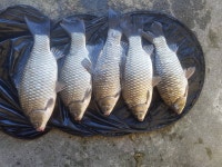 상곡낚시터 유료낚시터 > 토종붕어 전문 낚시터~~~조황입니다................ : 낚시사랑