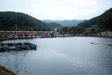 한터낚시터. 유료낚시터 > 한터 낚시터 2025 / 10 / 03 일 금요일 송어 향어 메기 방류했습니다 : 낚시사랑