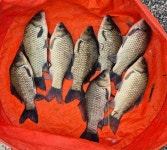 유료터정보 > 유료터점주조황 > 4짜에 대물마릿수 조황 10월6일 성호낚시터 이천.