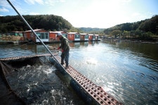 한터낚시터. 유료낚시터 > 한터 낚시터 2025년 10월24 (금요일) 송어 메기 향어 대량 방류했습니다 : 낚시사랑