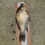 안골지 유료낚시터 > 10월29일 안골낚시터 조황정보입니다. : 낚시사랑