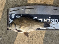 안골지 유료낚시터 > 10월29일 안골낚시터 조황정보입니다. : 낚시사랑