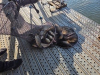 성주리낚시터 유료낚시터 > 11월도 성주리낚시터입니다 : 낚시사랑