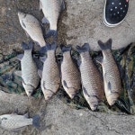 안골지 유료낚시터 > 11/5 안골지 조황정보입니다. : 낚시사랑