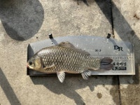 안골지 유료낚시터 > 11/5 안골지 조황정보입니다. : 낚시사랑