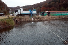 한터낚시터. 유료낚시터 > 2025 / 11 / 08 (토요일) 한터낚시터 붕어 메기 향어 송어 방류 했습니다 : 낚시사랑