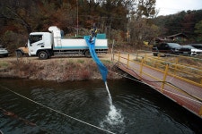 한터낚시터. 유료낚시터 > 2025 / 11 / 08 (토요일) 한터낚시터 붕어 메기 향어 송어 방류 했습니다 : 낚시사랑