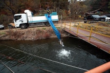 한터낚시터. 유료낚시터 > 2025 / 11 / 08 (토요일) 한터낚시터 붕어 메기 향어 송어 방류 했습니다 : 낚시사랑