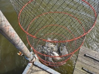 안골지 유료낚시터 > 11/12 안골지 조황정보입니다. : 낚시사랑