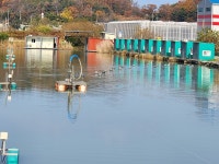 내동지 유료낚시터 > *** 토종붕어 입고 방류 *** : 낚시사랑