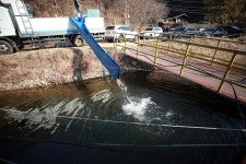 한터낚시터. 유료낚시터 > 2025 / 11 / 22 (토요일) 한터낚시터 메기 향어 송어 방류 했습니다 : 낚시사랑