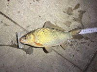 안골지 유료낚시터 > 11/29 아산안골지 조황정보입니다. : 낚시사랑