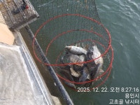 고초골낚시터 유료낚시터 > 고초골 세종포천고속도로 남용인ic 개통소식 : 낚시사랑