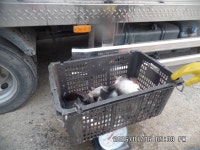 도곡낚시터 유료낚시터 > 도곡낚시터 붕어 조황 정보 감사합니다 : 낚시사랑