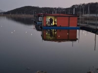 성호낚시터 유료낚시터 > 좌대 조황정보 성호낚시터. : 낚시사랑