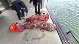 오궁낚시터. 유료낚시터 > 143수 대박조황입니다 : 낚시사랑