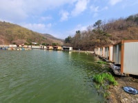 즐거운복상골 유료낚시터 > 벚꽃이 만개 했네요~~~ : 낚시사랑
