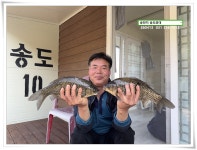 송도좌대 유료낚시터 > 볕 받아낸 허리급, 송전지 송도좌대 조황. : 낚시사랑