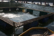 세븐 노영 > 곤지암 유정 낚시터 다녀왔습니다. : 낚시사랑