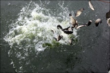 노아주 > 포천 황새목낚시터의 대박어망 구경하기/노아주의 낚시여행/낚시세상 : 낚시사랑