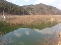 붕어연가 > 육령지의 고운붕어.... : 낚시사랑