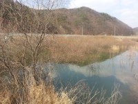 붕어연가 > 육령지의 고운붕어.... : 낚시사랑