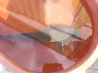 붕어연가 > 육령지의 고운붕어.... : 낚시사랑