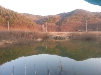 붕어연가 > 육령지의 고운붕어.... : 낚시사랑