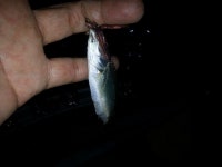 붕어연가 > 육령지의 고운붕어.... : 낚시사랑