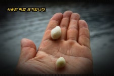 포테이토. > 영인저수지(낚시터)방문기. : 낚시사랑
