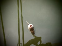 붕어연가 > 고초골로 가을붕어를 만나러.... : 낚시사랑