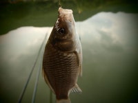 붕어연가 > 고초골로 가을붕어를 만나러.... : 낚시사랑