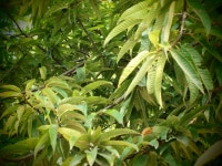 붕어연가 > 고초골로 가을붕어를 만나러.... : 낚시사랑