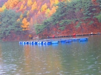 로치 > 제천 명암낚시터..청풍명월에서 무지개를 만나보세요~!! ^^* : 낚시사랑
