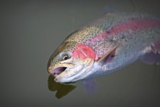 노아주 > 곤지암 진우낚시터 송어 얼음낚시를 개장했습니다. : 낚시사랑