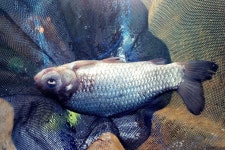 채경빠 > 양평오빈낚시터 : 낚시사랑