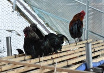 에이케이 > 용인 지곡낚시터 * 황실토종닭 산골짜기 용인본점 : 낚시사랑