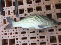 오산나그네 > 오산나그네의 군위 비들지 낚시터 조행기 : 낚시사랑