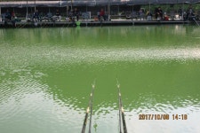 로치 > 양주 삼하낚시터..또 터졌습니다..믿어주세용 ~ ㅋ : 낚시사랑