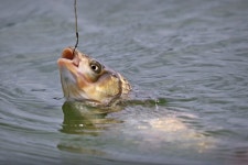 노아주 > 양평 오빈낚시터 : 낚시사랑