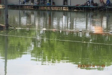 로치 > 화성 고잔낚시터..중국붕어의 메카~!! 폭염에는 장사가 없네요^^* : 낚시사랑